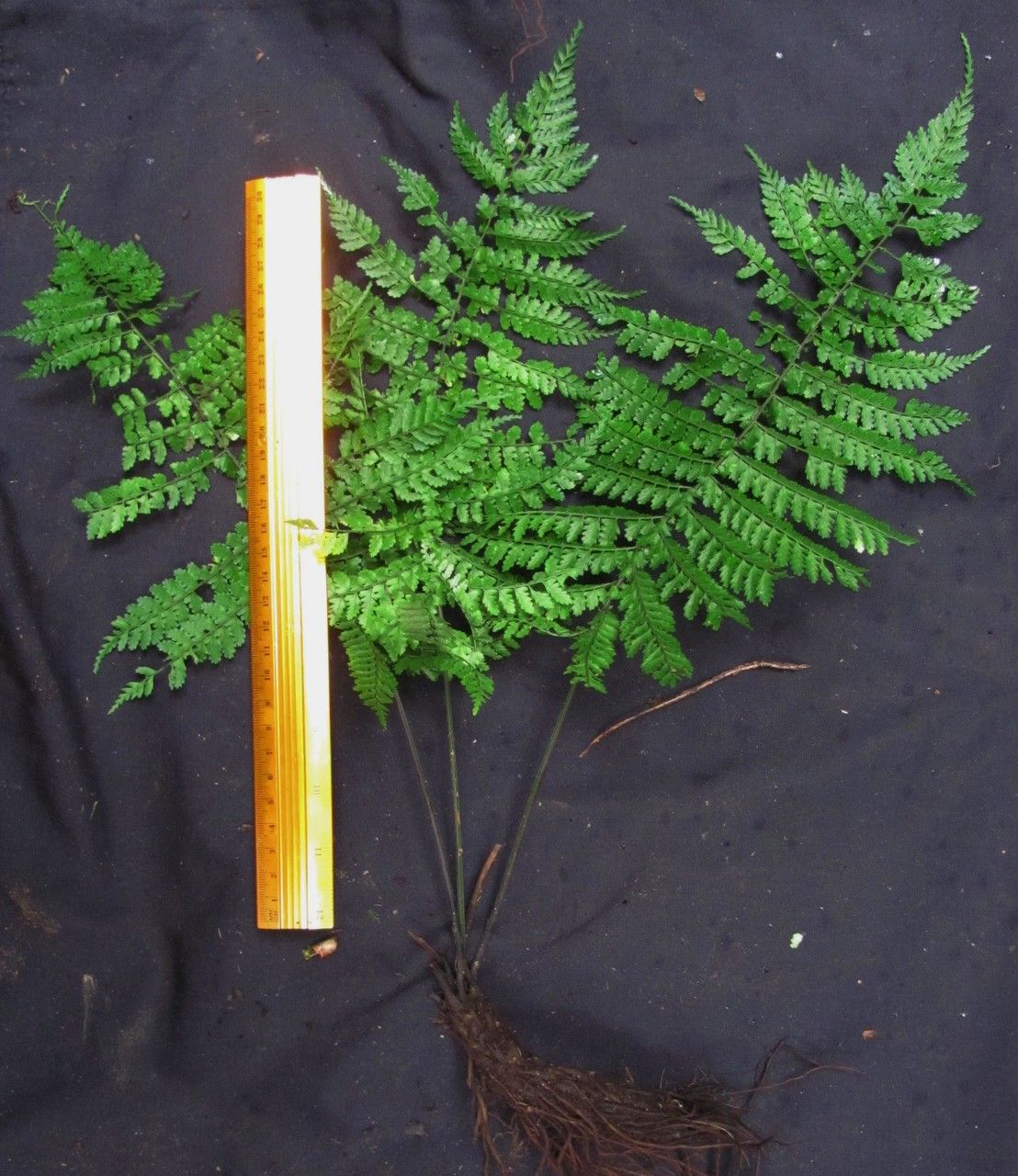 Asplenium blepharophorum other