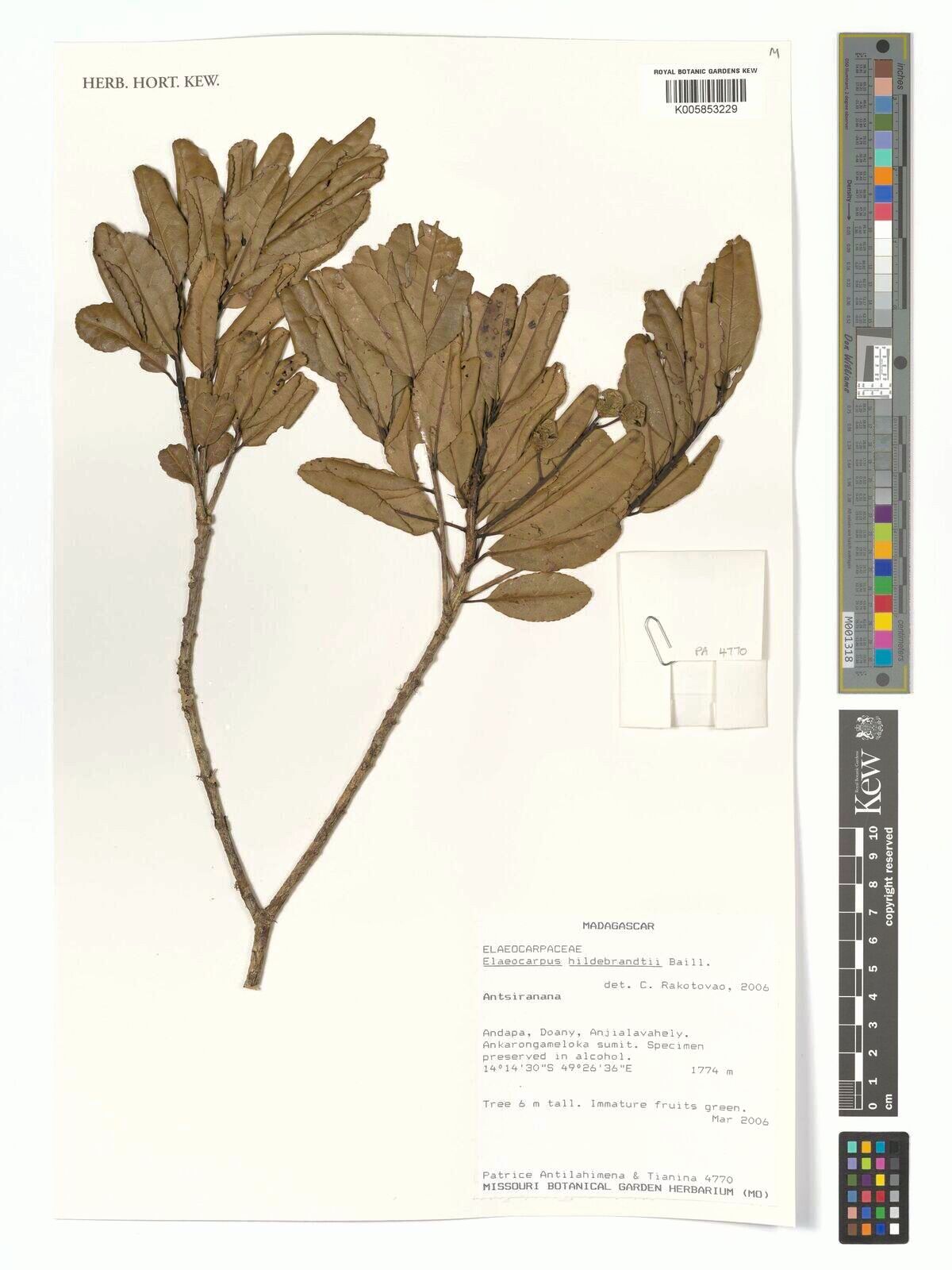 Elaeocarpus hildebrandtii — houseplant care guide