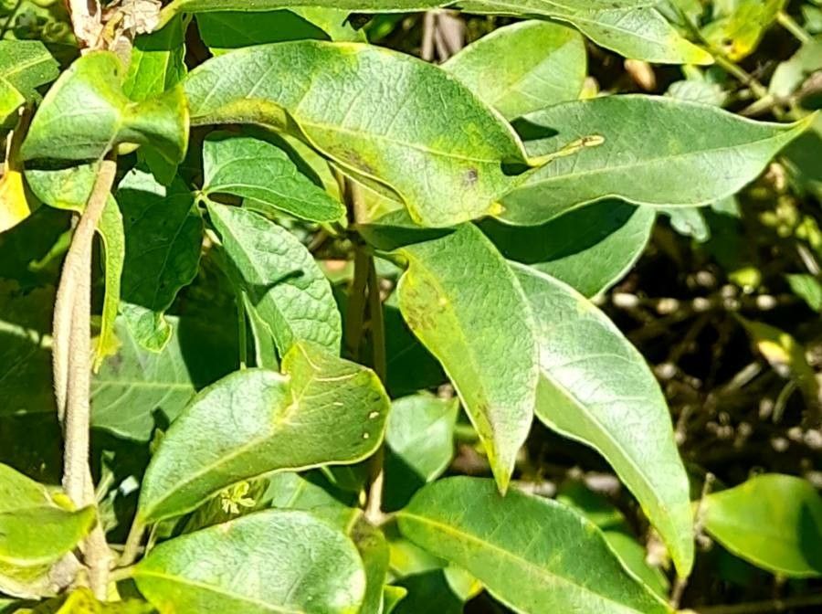 Tournefortia rubicunda — search result for 'Tournefortia'