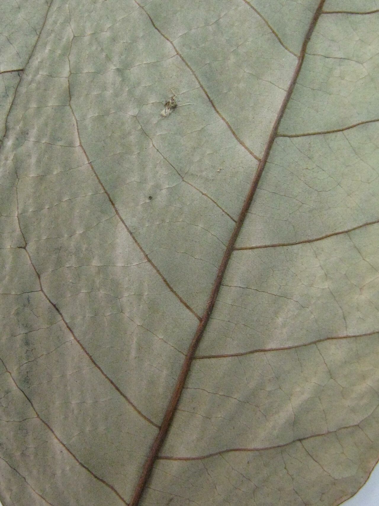 Annona hypoglauca — search result for 'Annona'