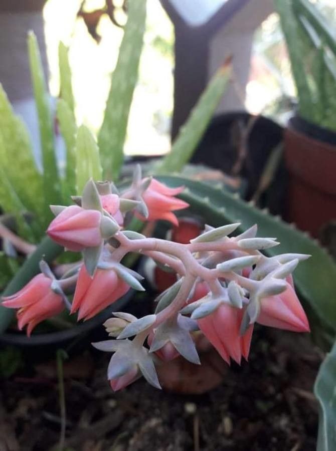 Echeveria carnicolor flower