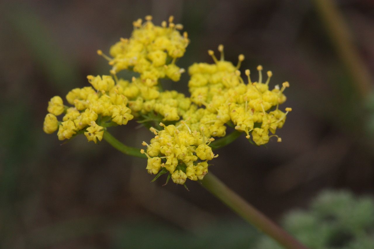 Lomatium grayi flower