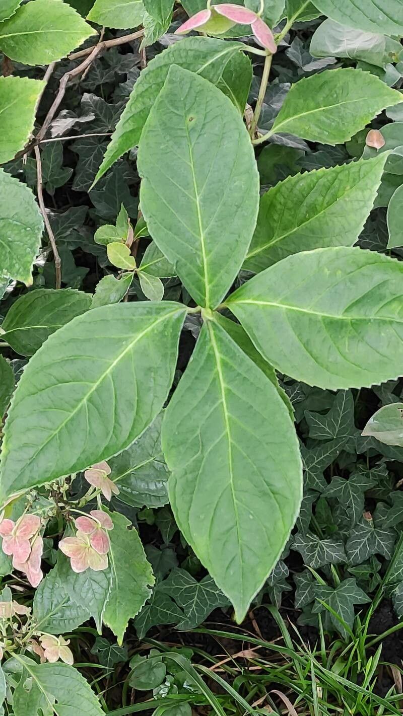 Dichroa versicolor leaf