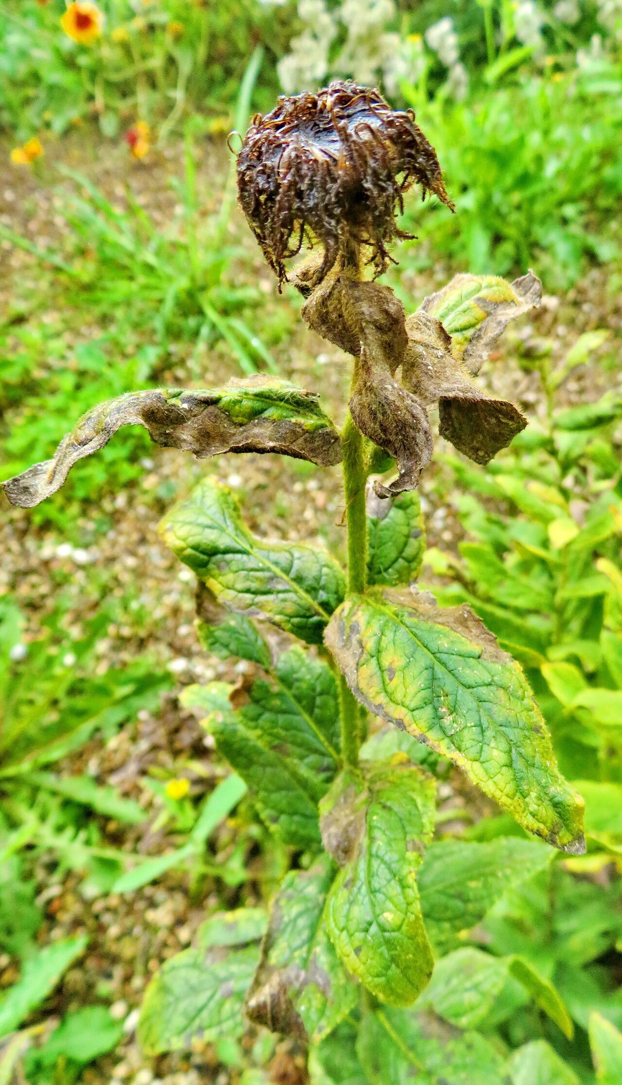 Pentanema germanicum flower