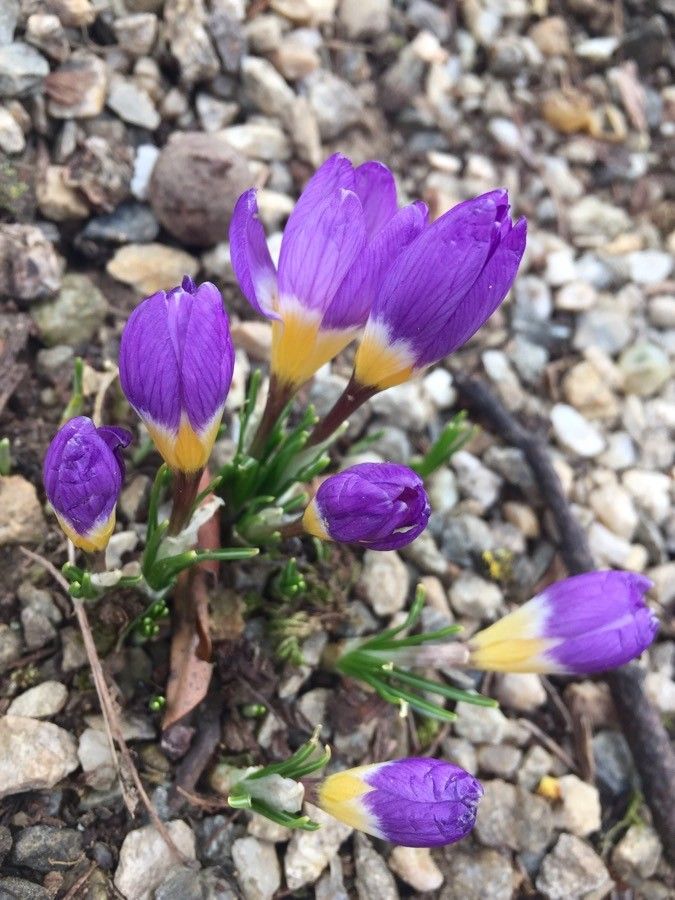 Crocus sieberi habit