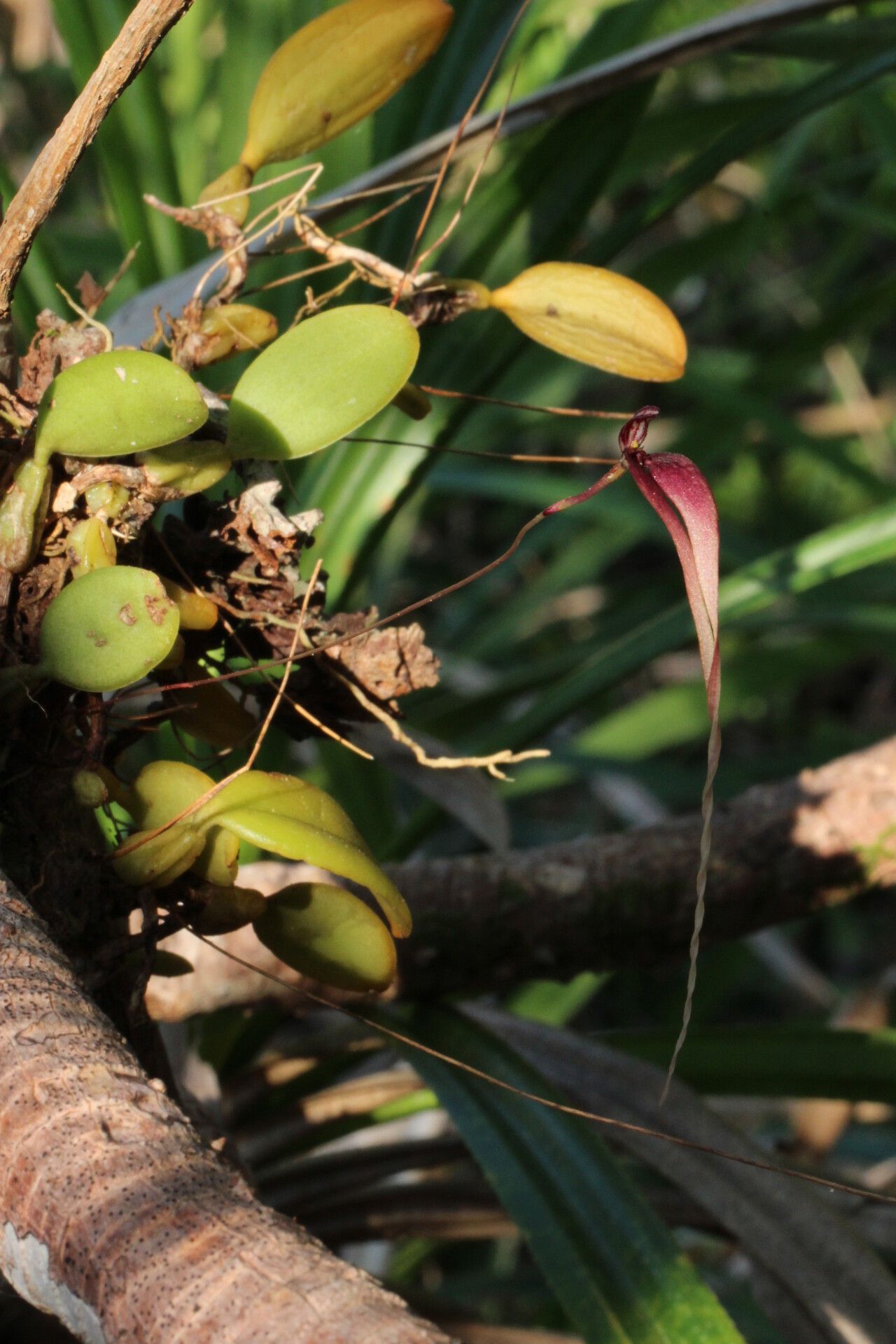 Bulbophyllum contortisepalum habit