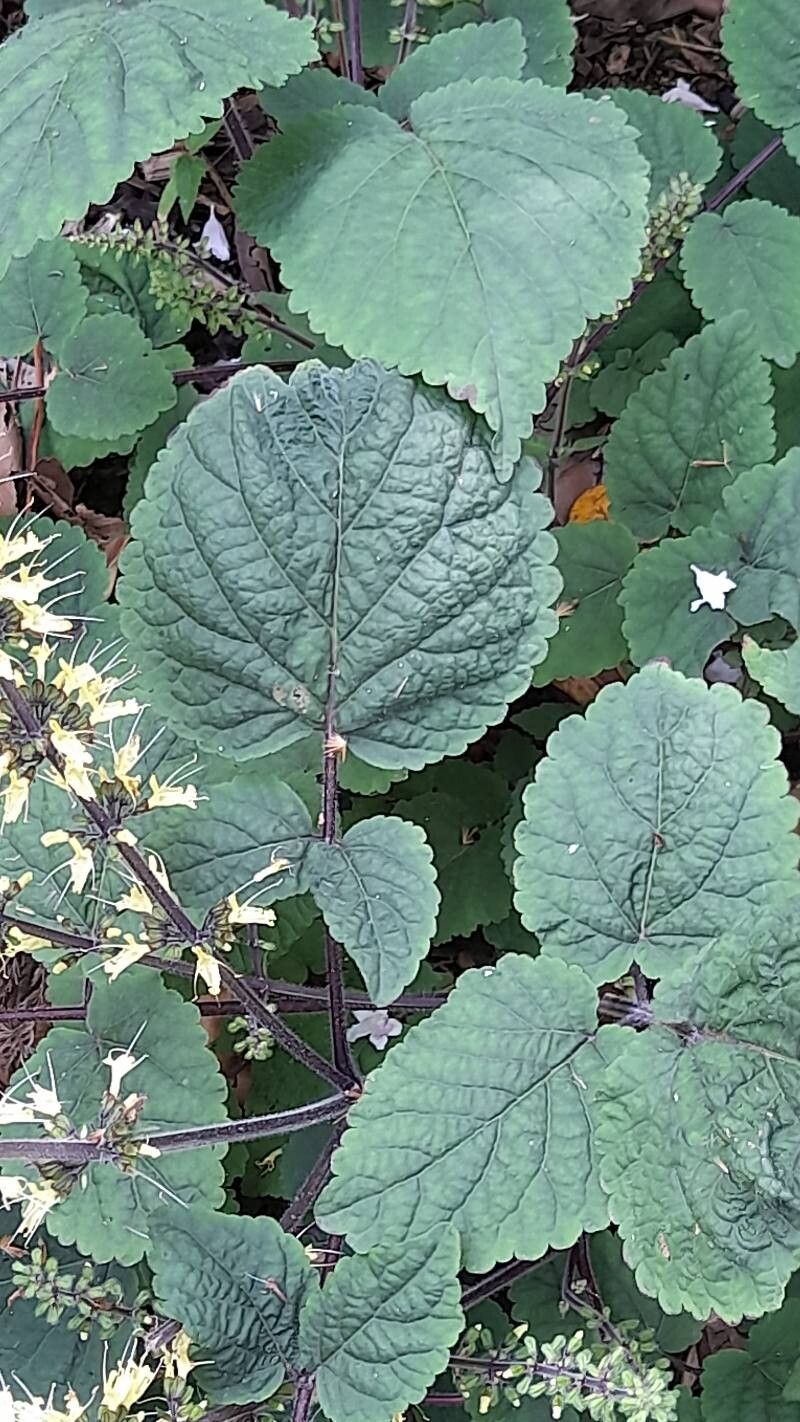 Salvia meiliensis — houseplant care guide