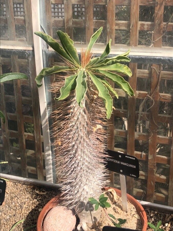 Pachypodium namaquanum leaf