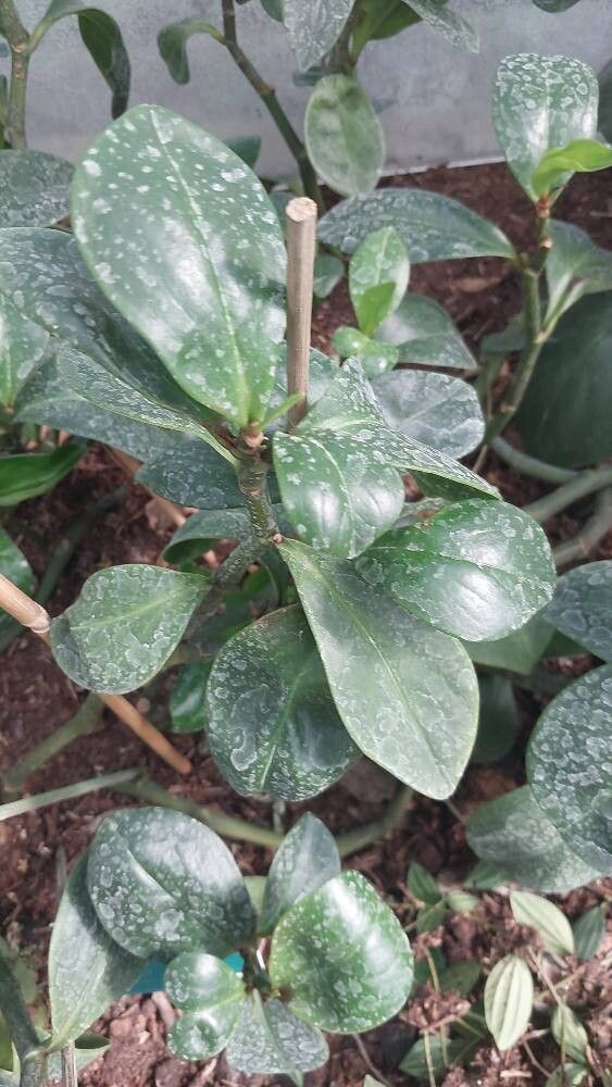 Peperomia cordulata — houseplant care guide