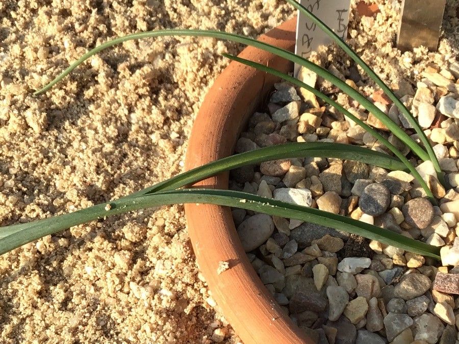 Dipcadi serotinum — houseplant care guide