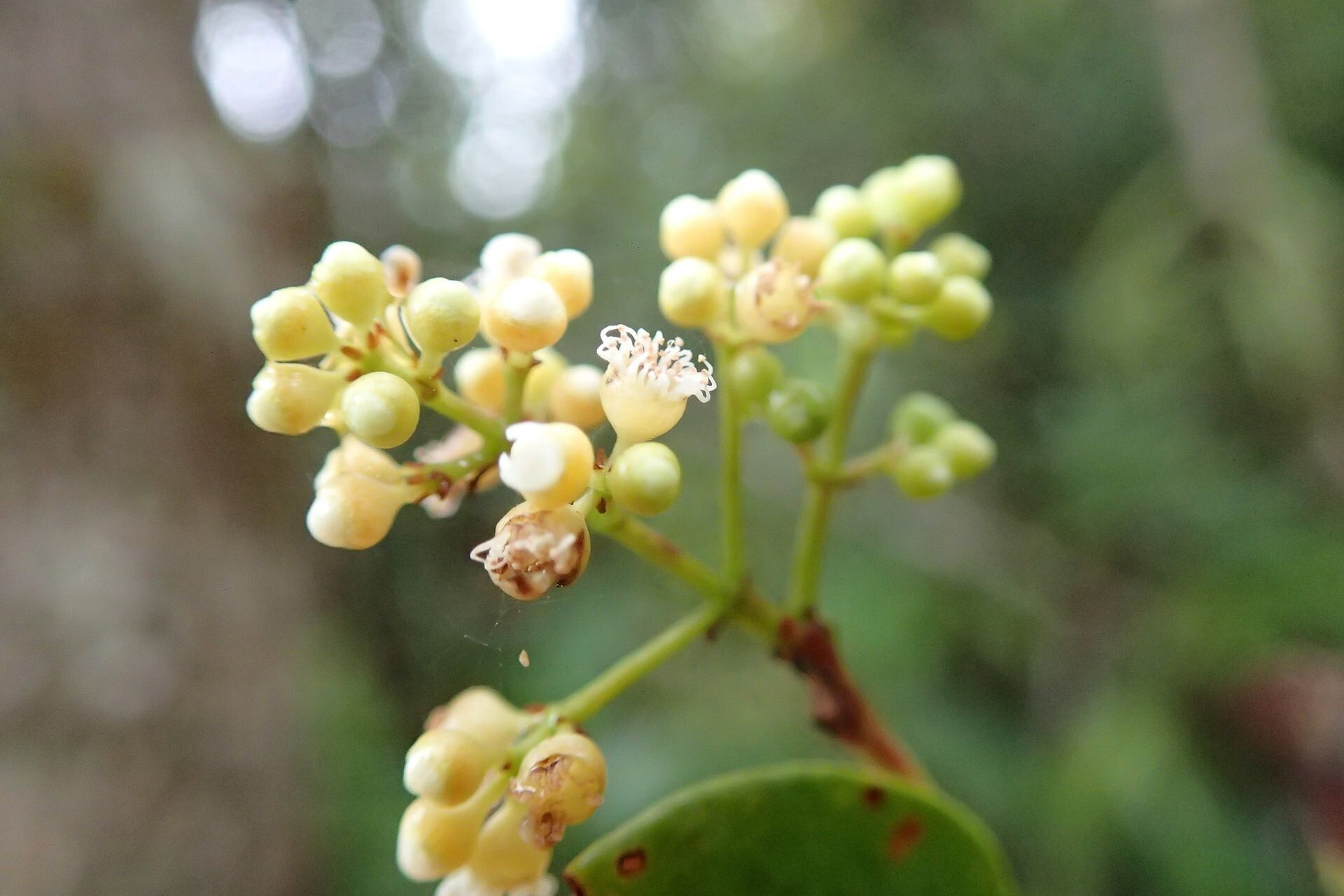 Syzygium capillaceum flower