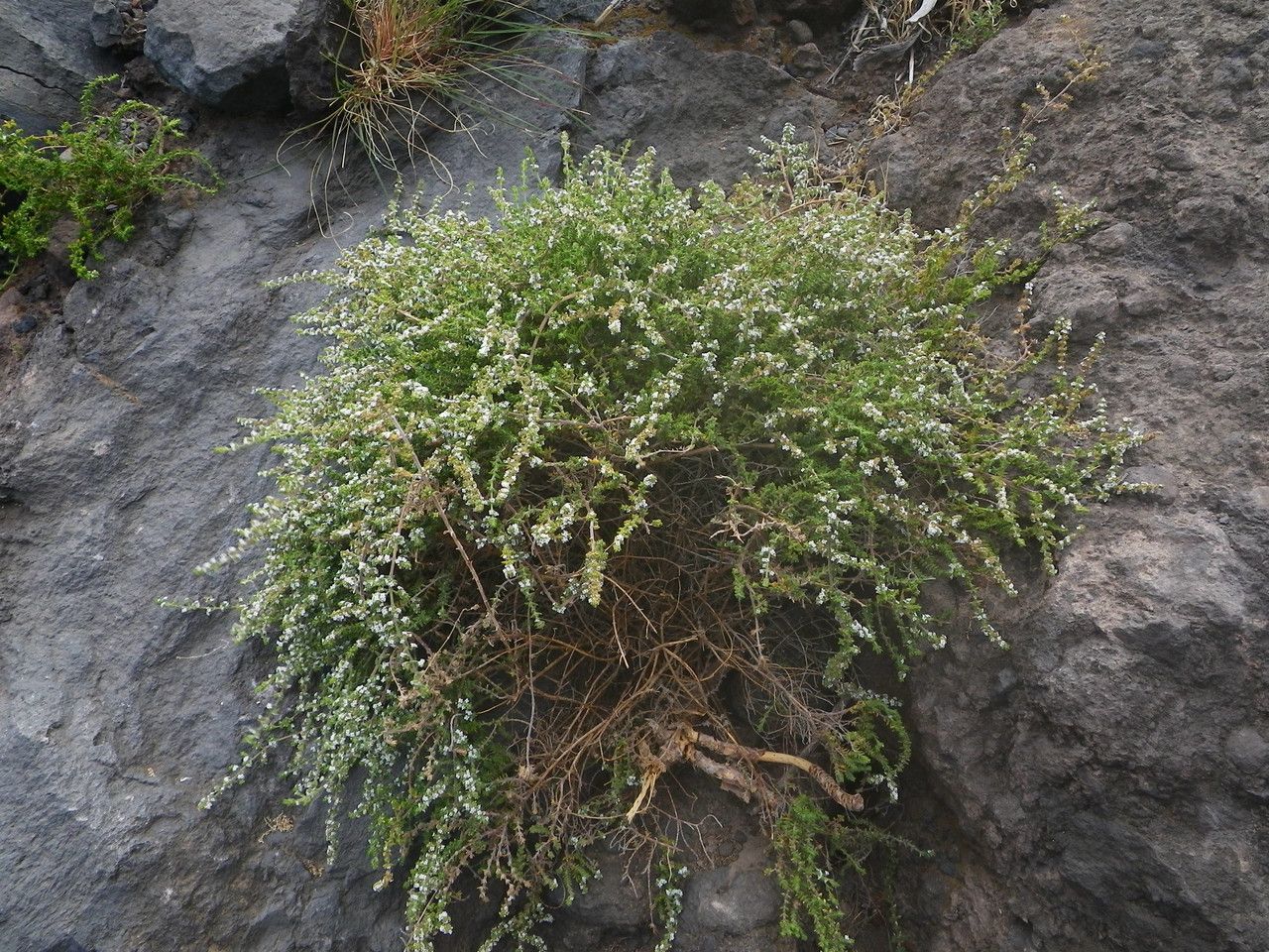 Micromeria hyssopifolia habit