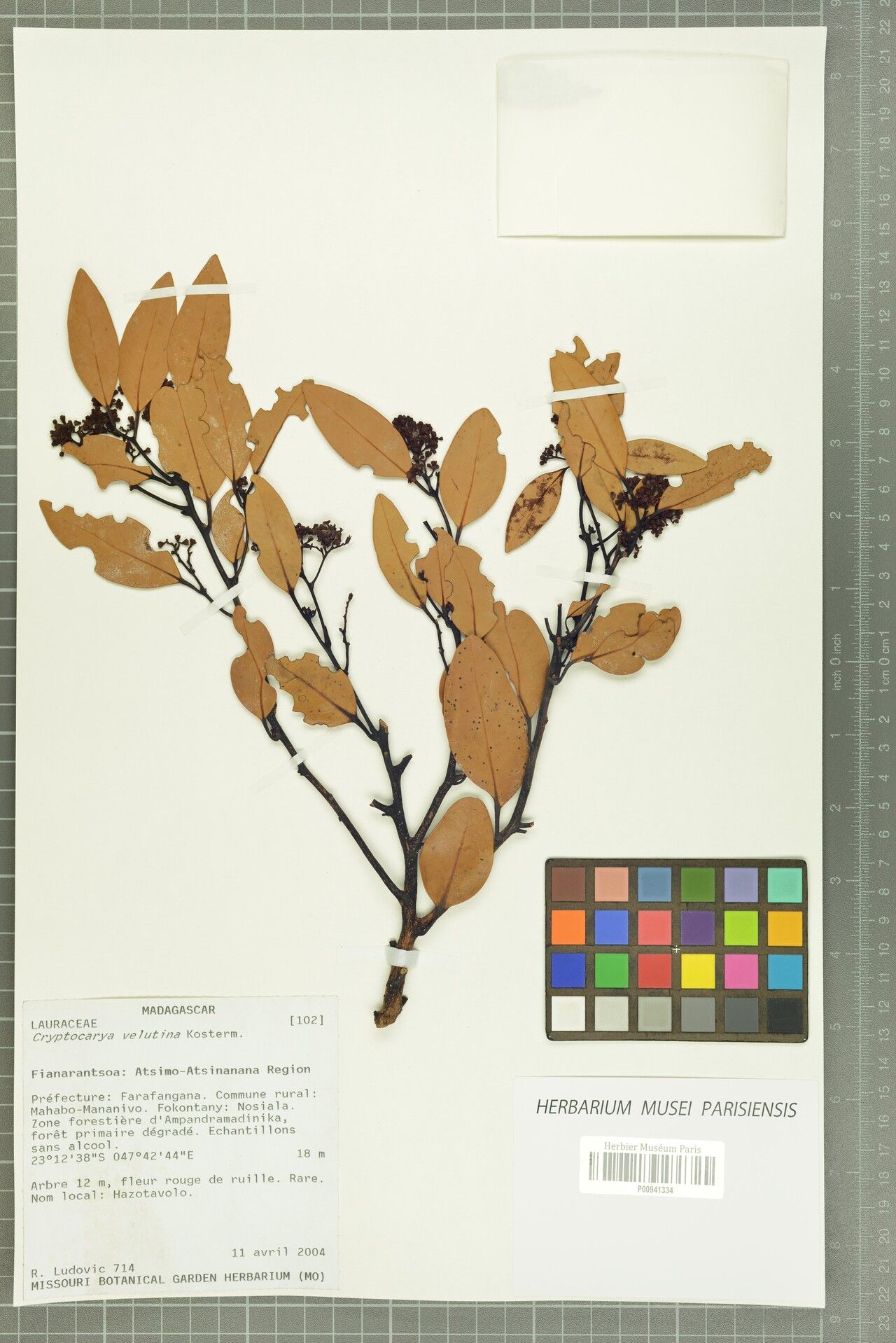 Cryptocarya velutina — houseplant care guide