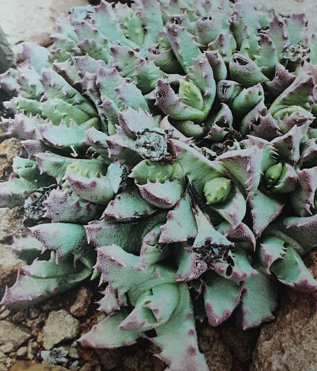 Stomatium murinum — related species from the same genus