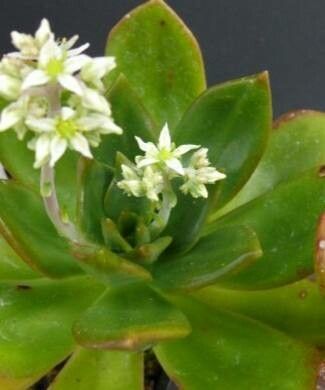 Sedum orbatum — houseplant care guide