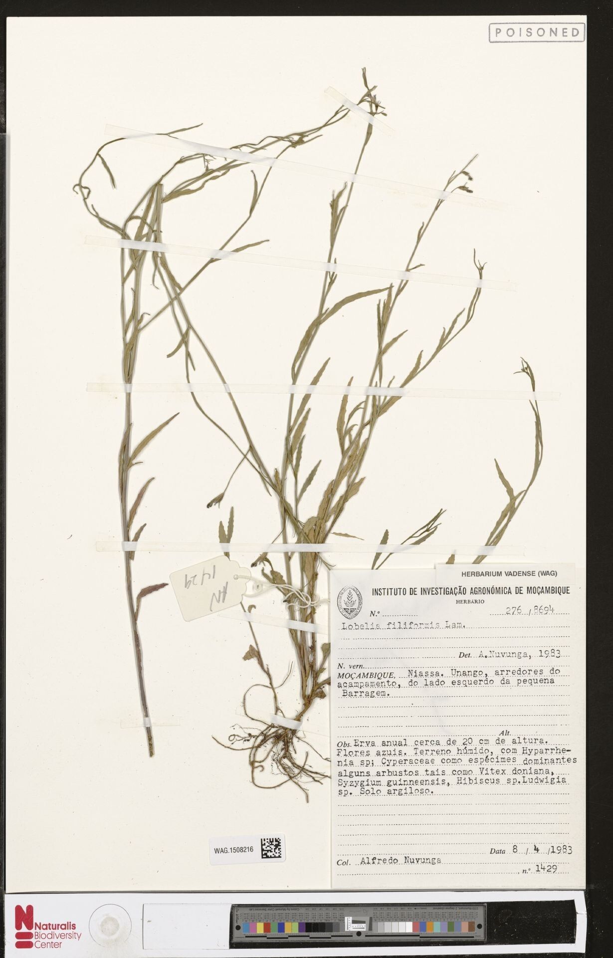 Lobelia filiformis — houseplant care guide