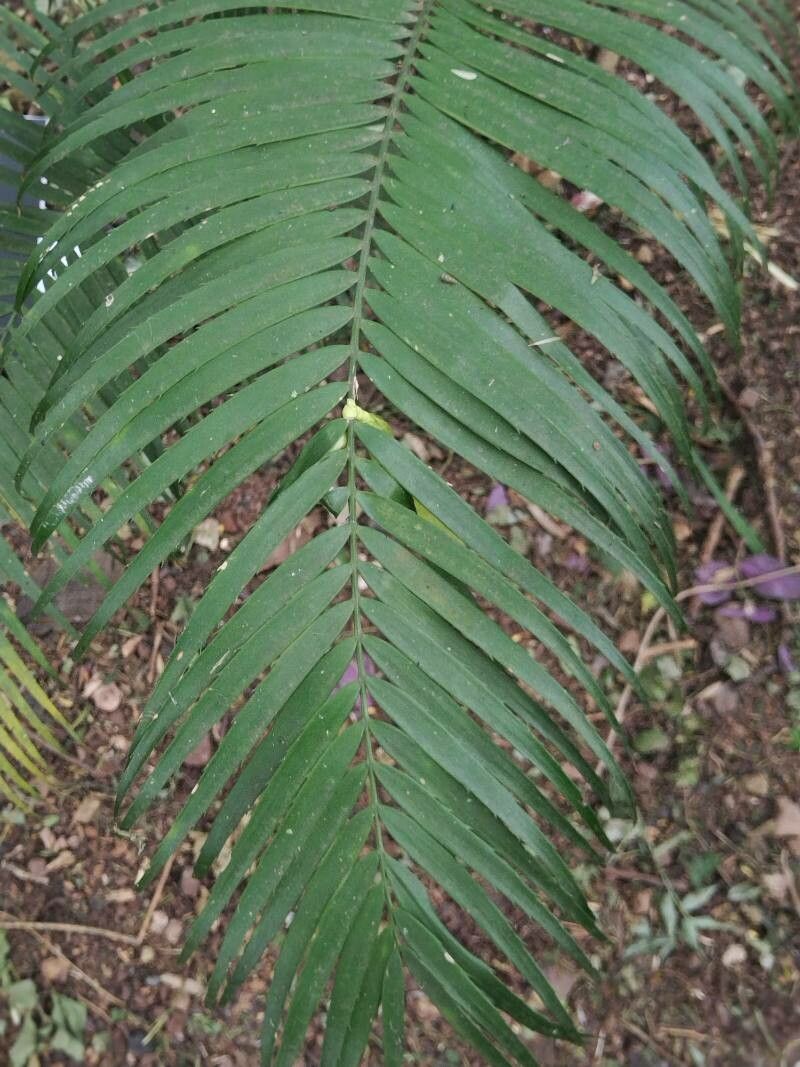 Zamia oreillyi leaf