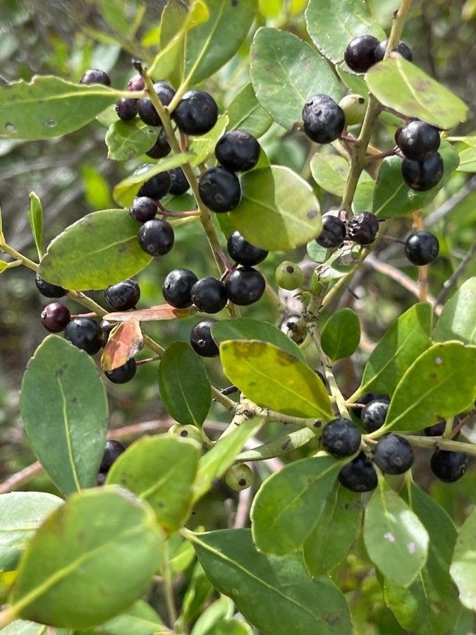 Ilex glabra fruit
