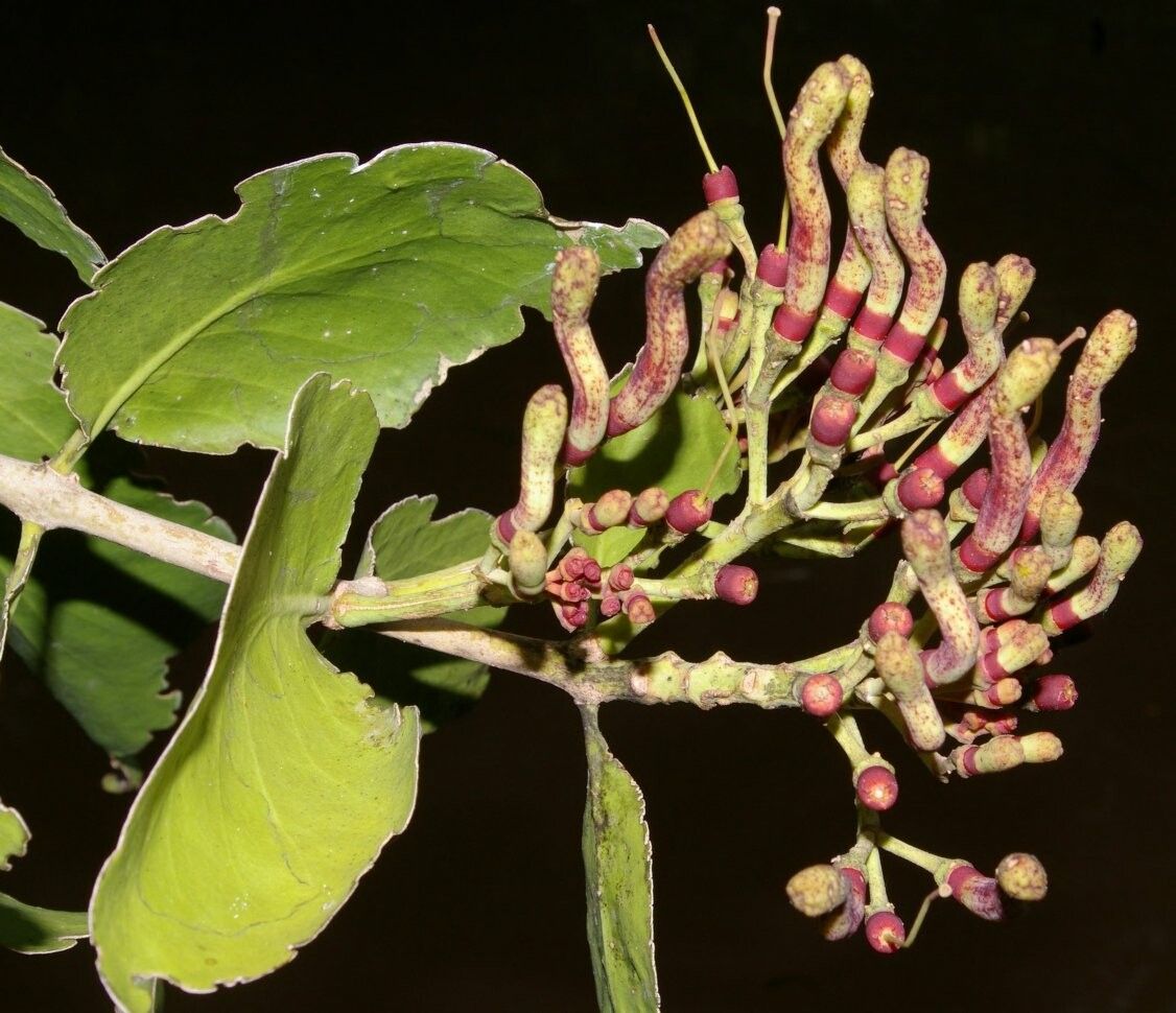 Psittacanthus acinarius fruit
