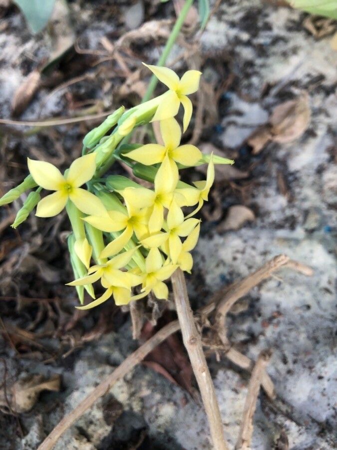 Kalanchoe grandiflora — search result for 'Kalanchoe'