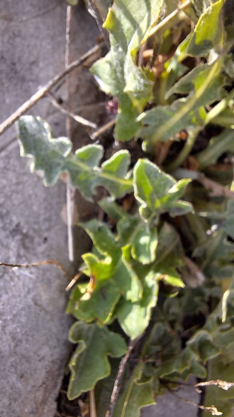 Crepis incana — search result for 'Crepis'