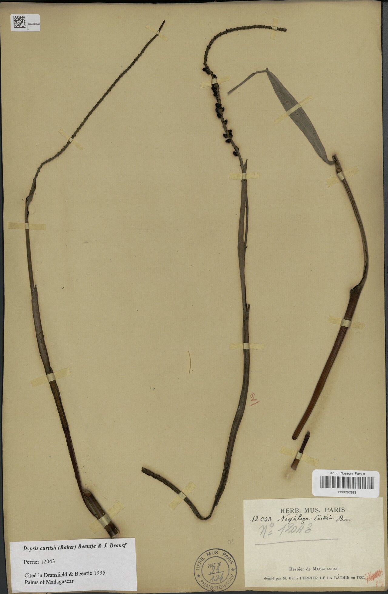 Dypsis curtisii — houseplant care guide