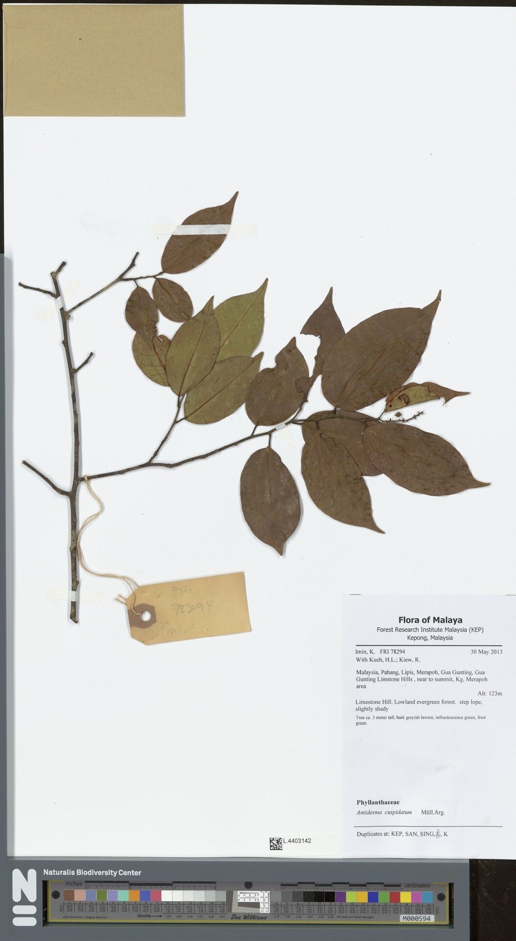 Antidesma cuspidatum — related species from the same genus