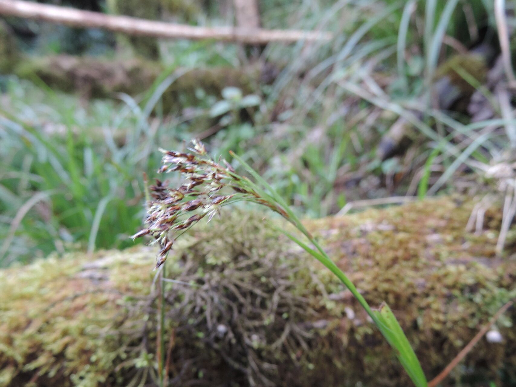 Luzula johnstonii — houseplant care guide