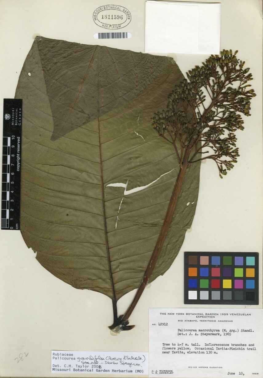 Palicourea grandifolia — houseplant care guide