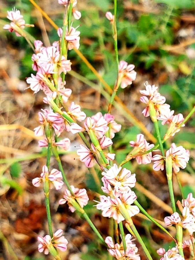 Eriogonum luteolum — search result for 'Eriogonum'