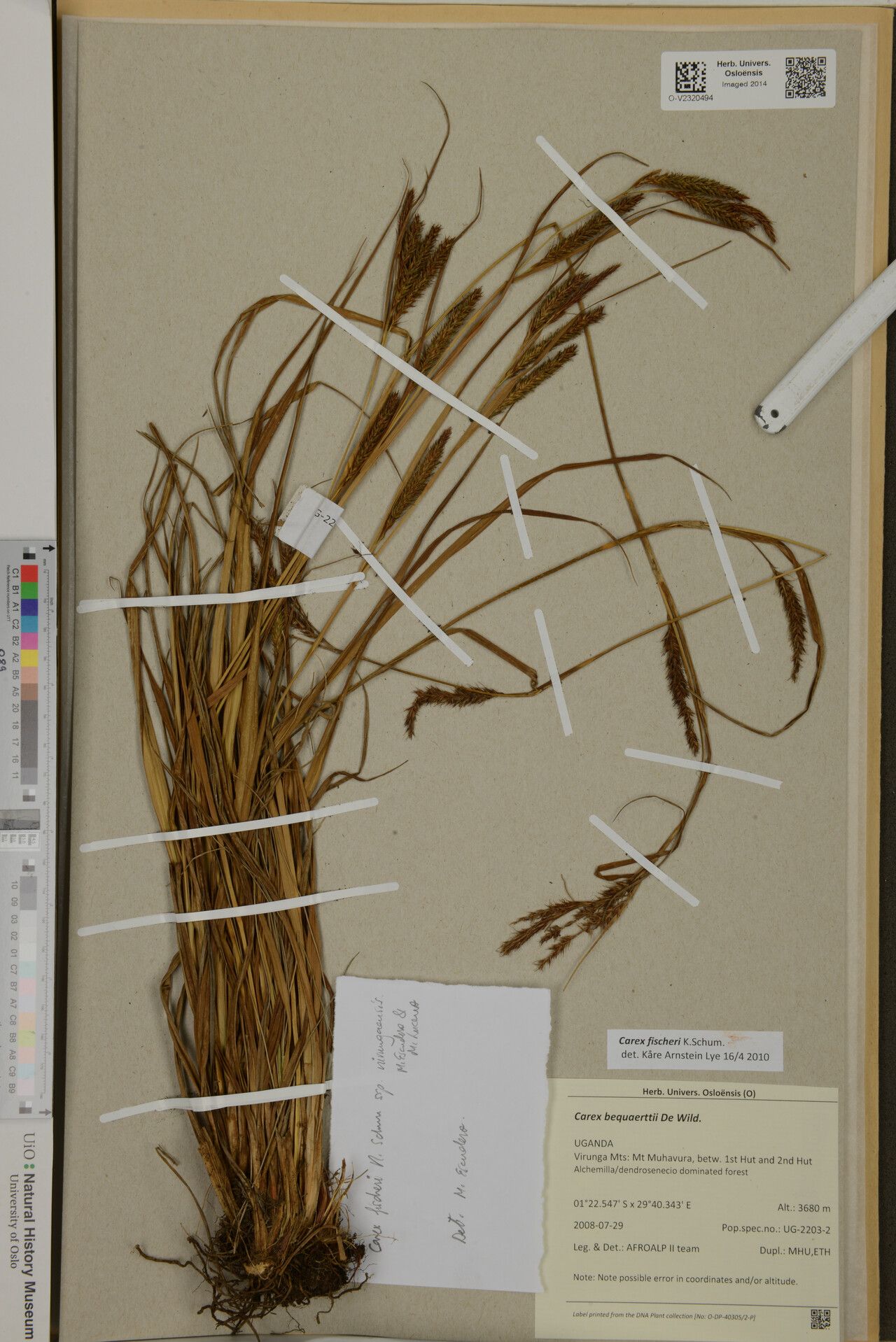 Carex fischeri — houseplant care guide