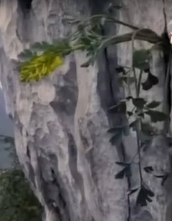 Corydalis saxicola habit