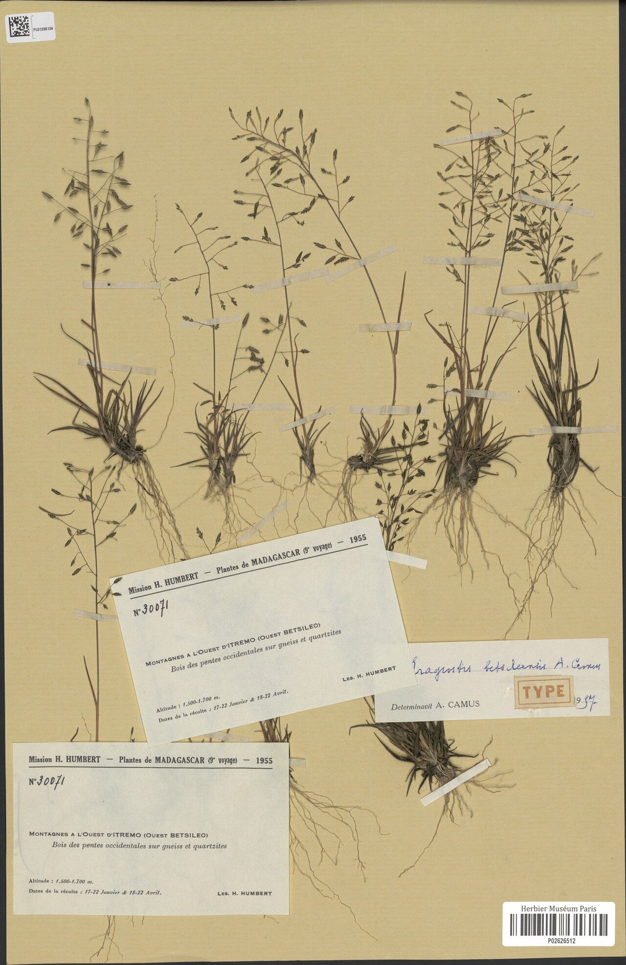 Eragrostis betsileensis — search result for 'Eragrostis'