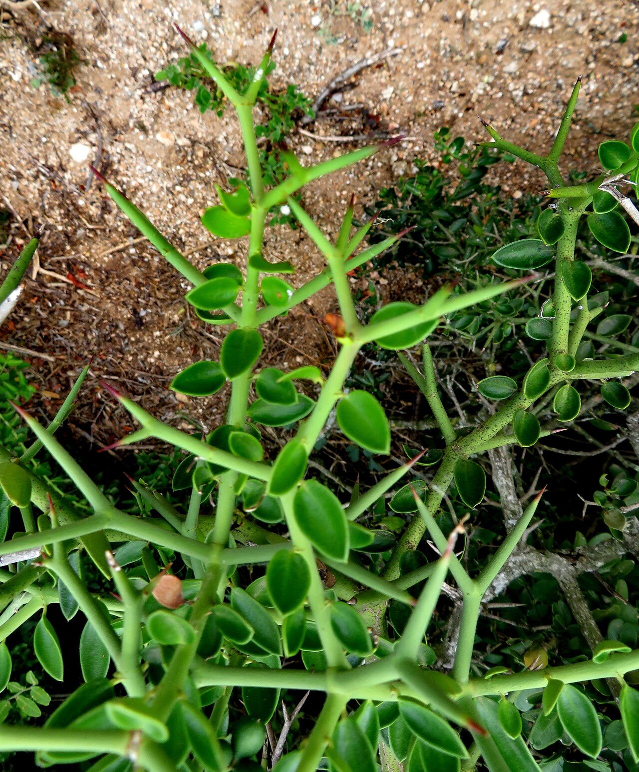 Carissa haematocarpa