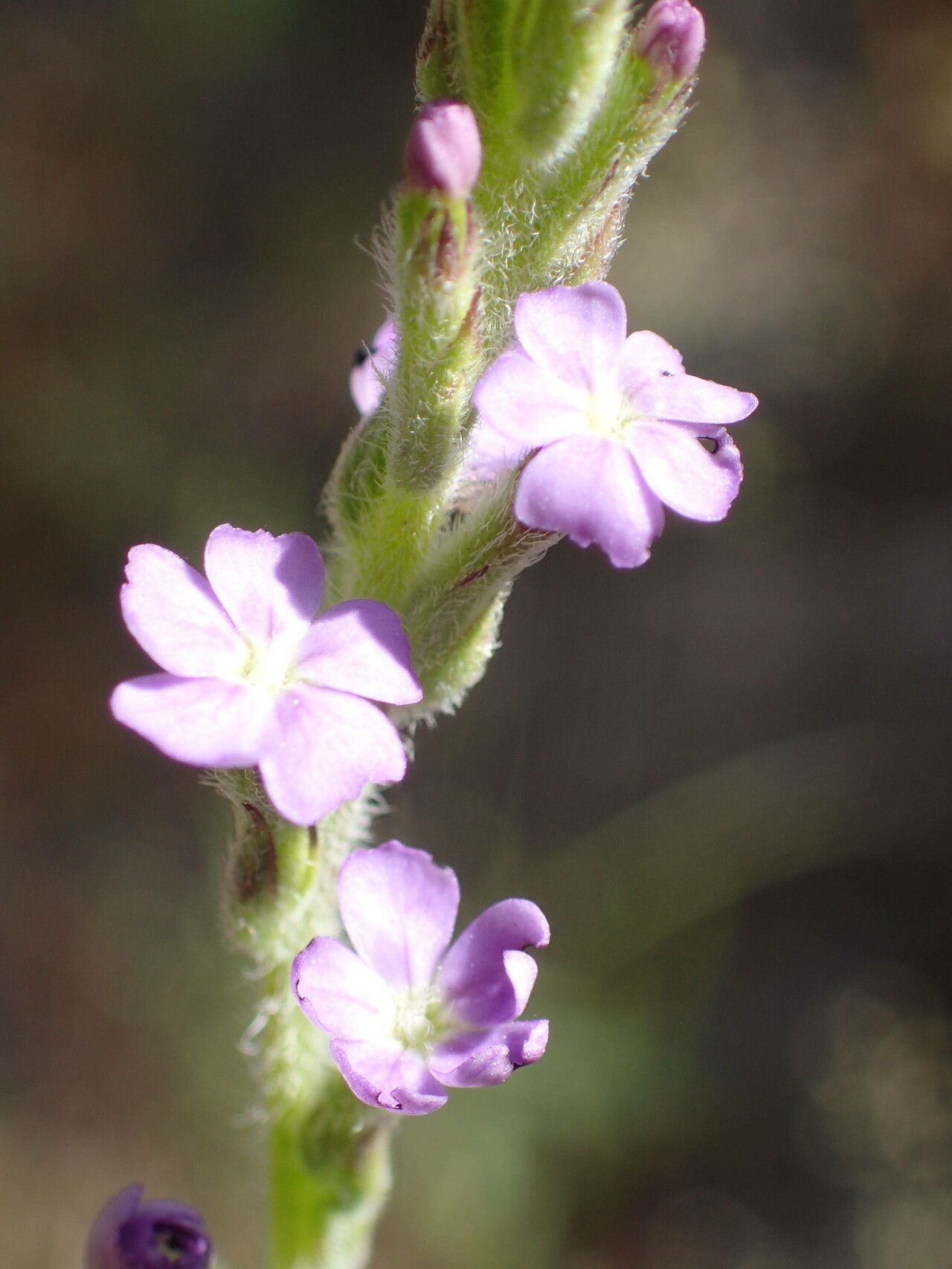 Buchnera hispida flower