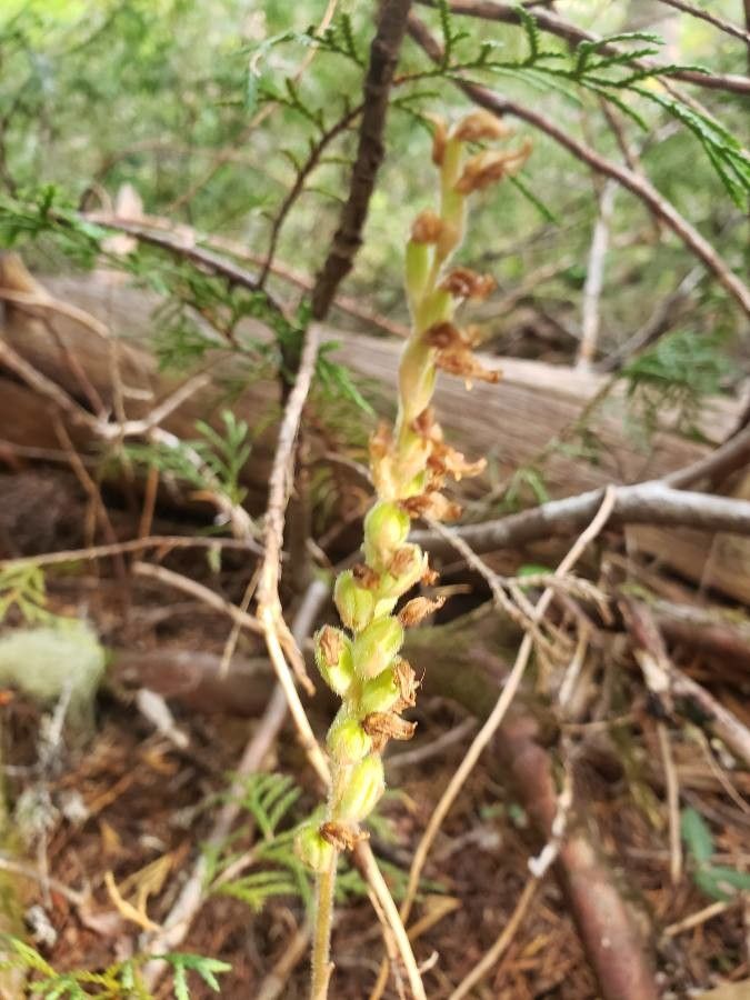 Goodyera oblongifolia fruit