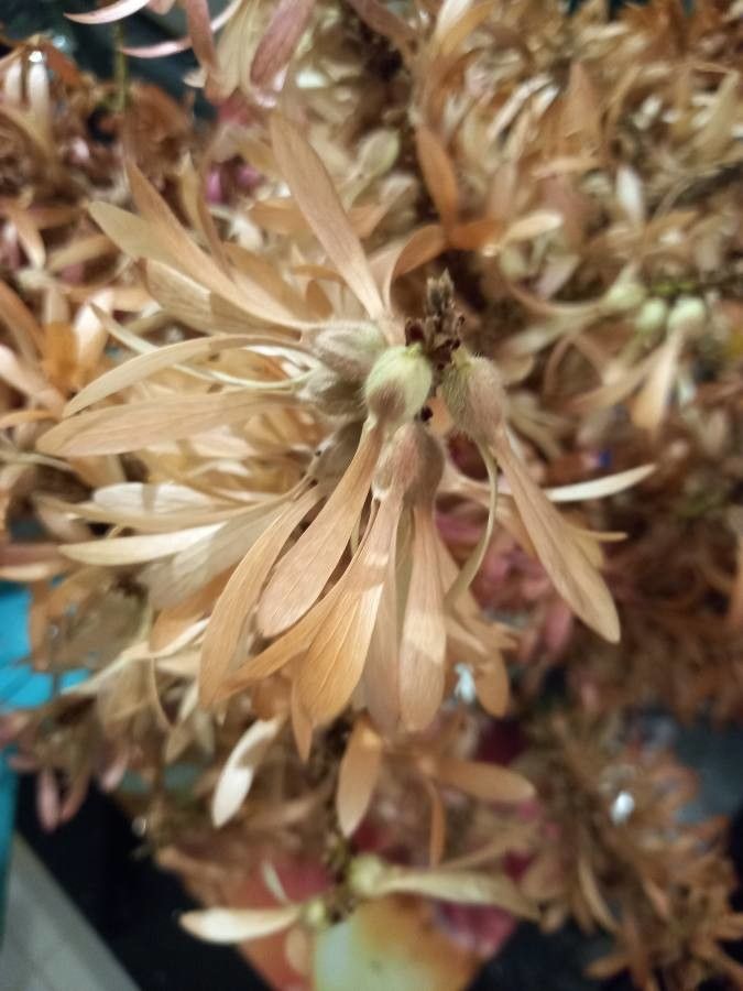 Triplaris americana flower