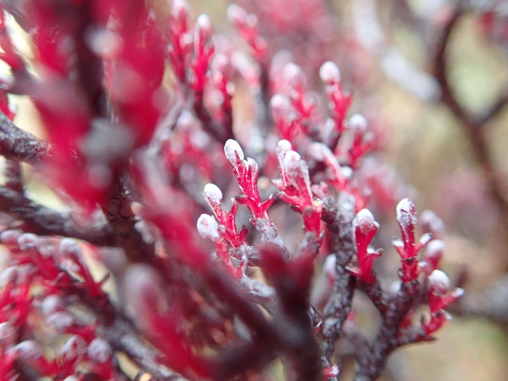Parasitaxus usta flower