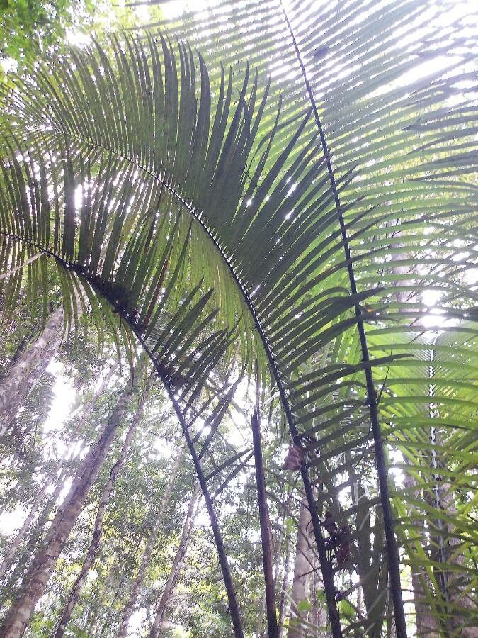 Astrocaryum paramaca leaf