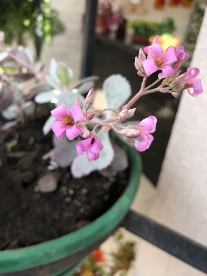 Kalanchoe pumila flower