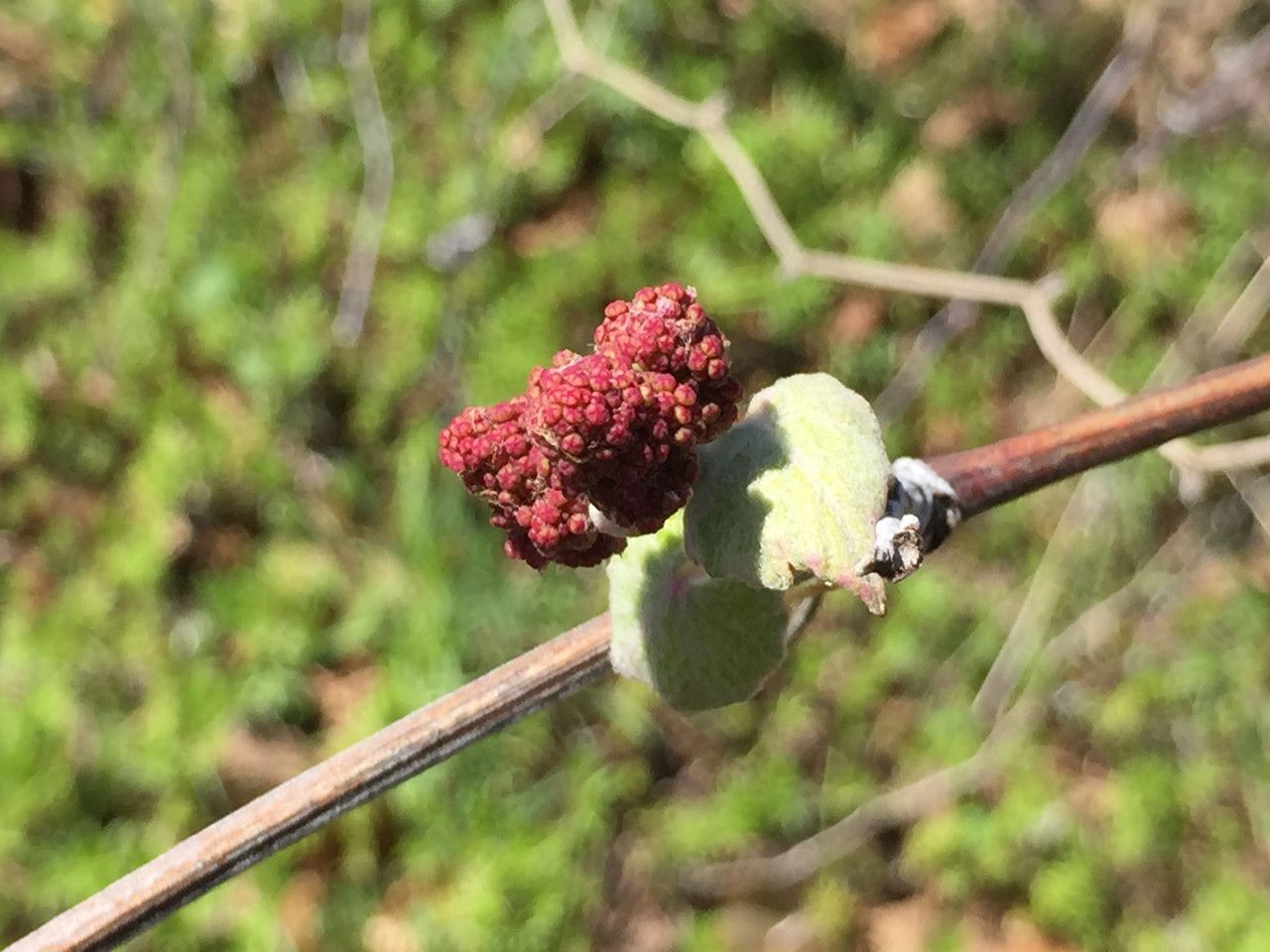 Vitis mustangensis flower