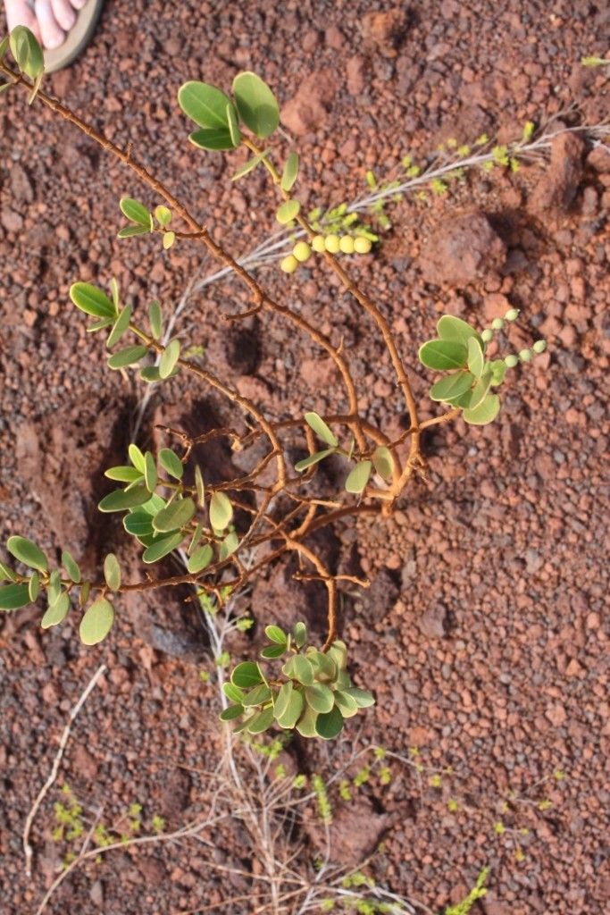 Alyxia glaucophylla habit