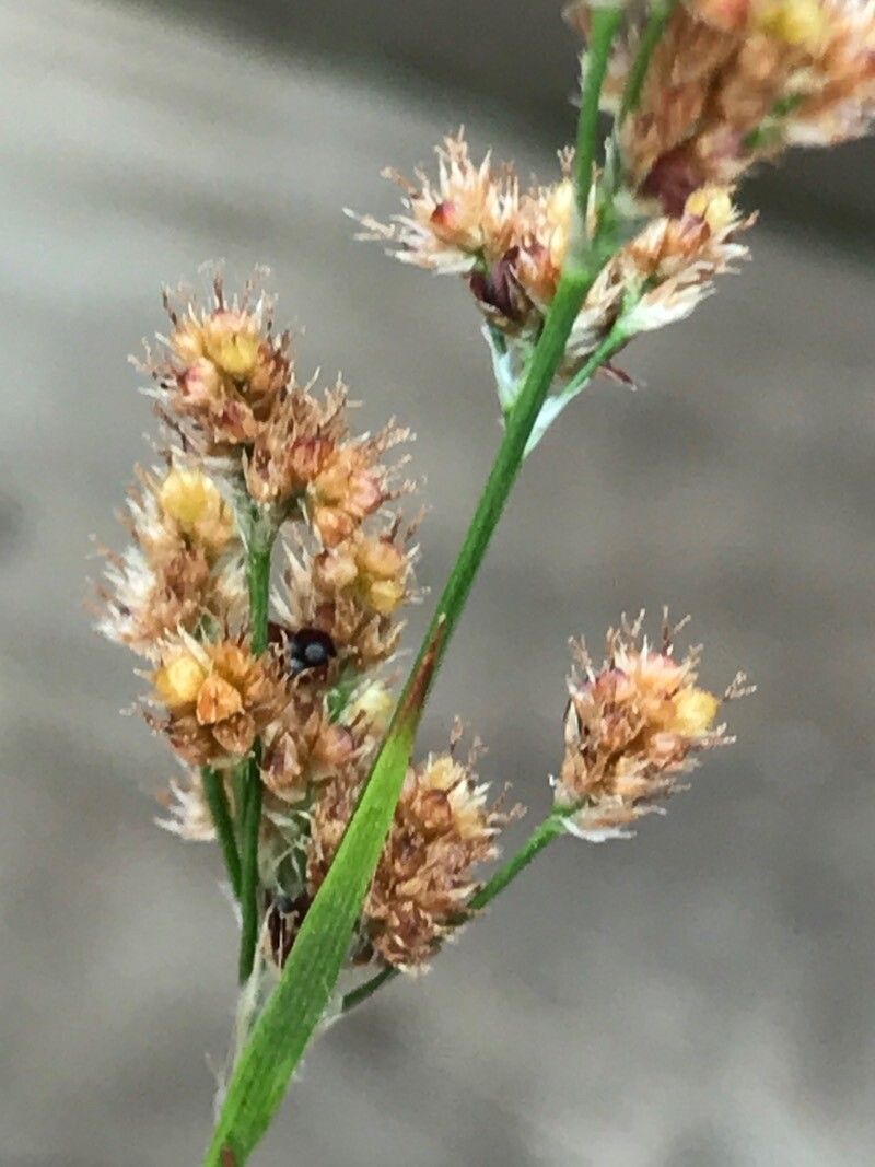 Luzula pallidula fruit