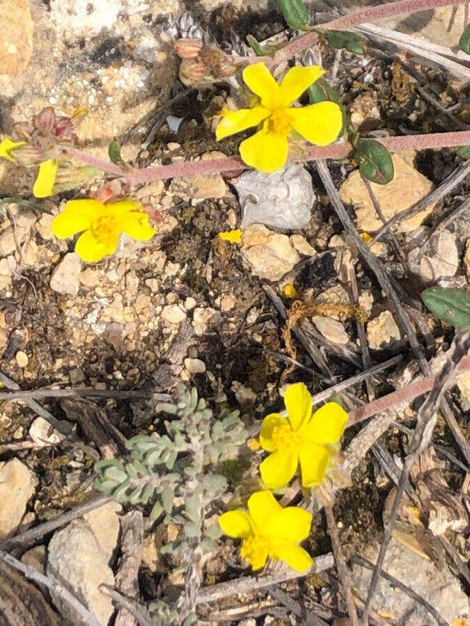 Helianthemum cinereum flower
