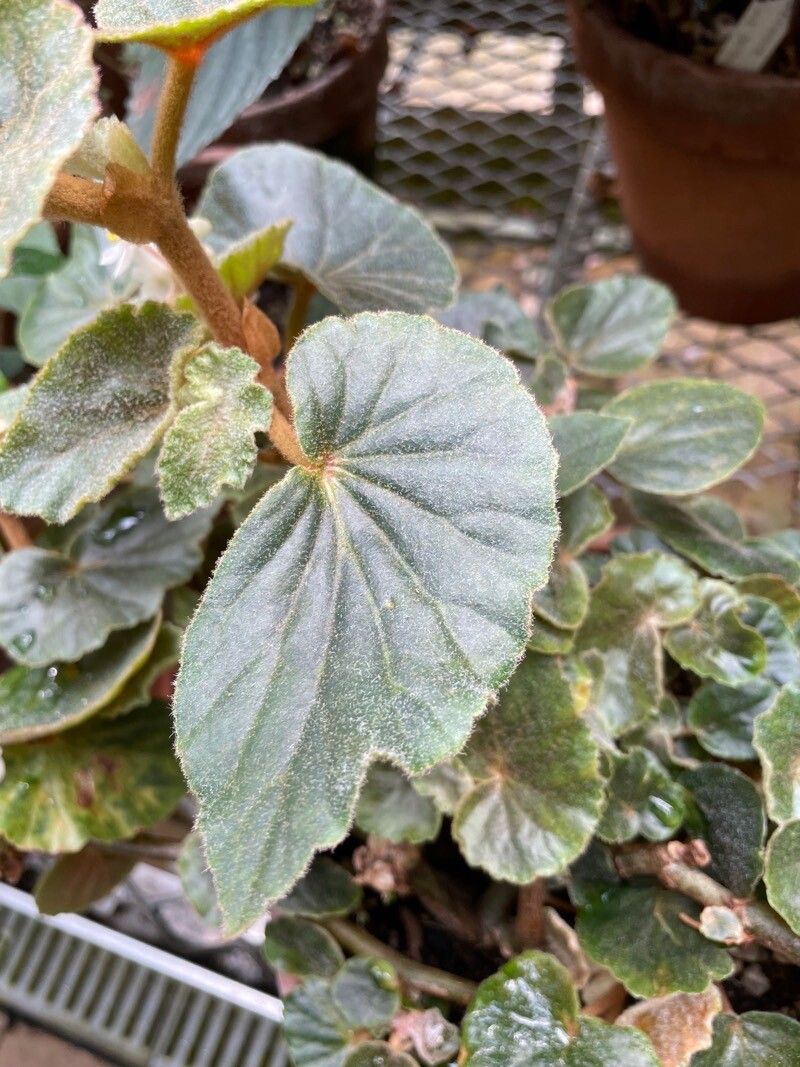 Begonia tomentosa — houseplant care guide