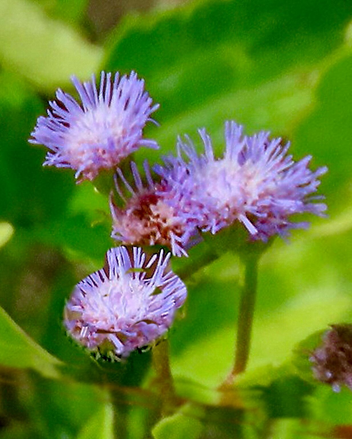 Ageratum littorale — houseplant care guide