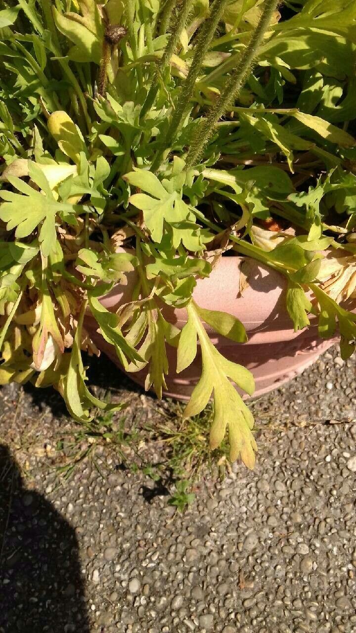 Papaver croceum — search result for 'Papaver'