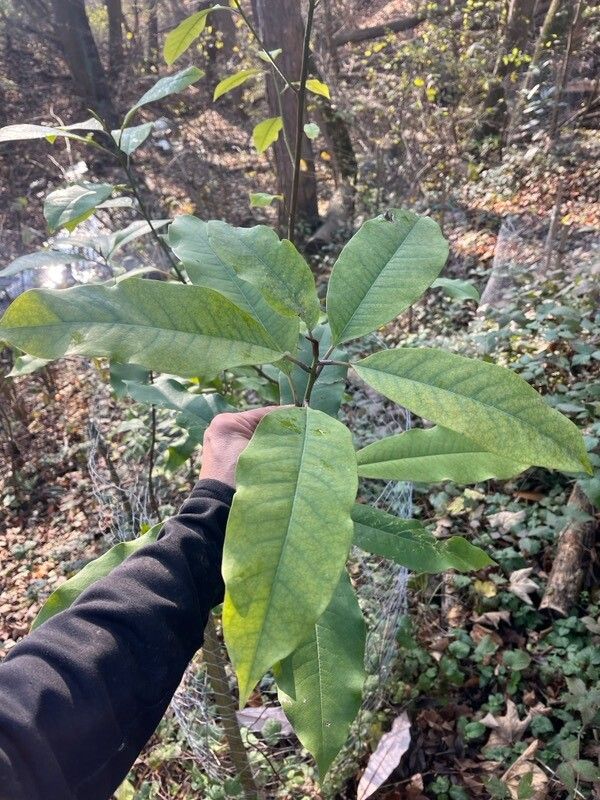 Magnolia sapaensis — search result for 'Magnolia'