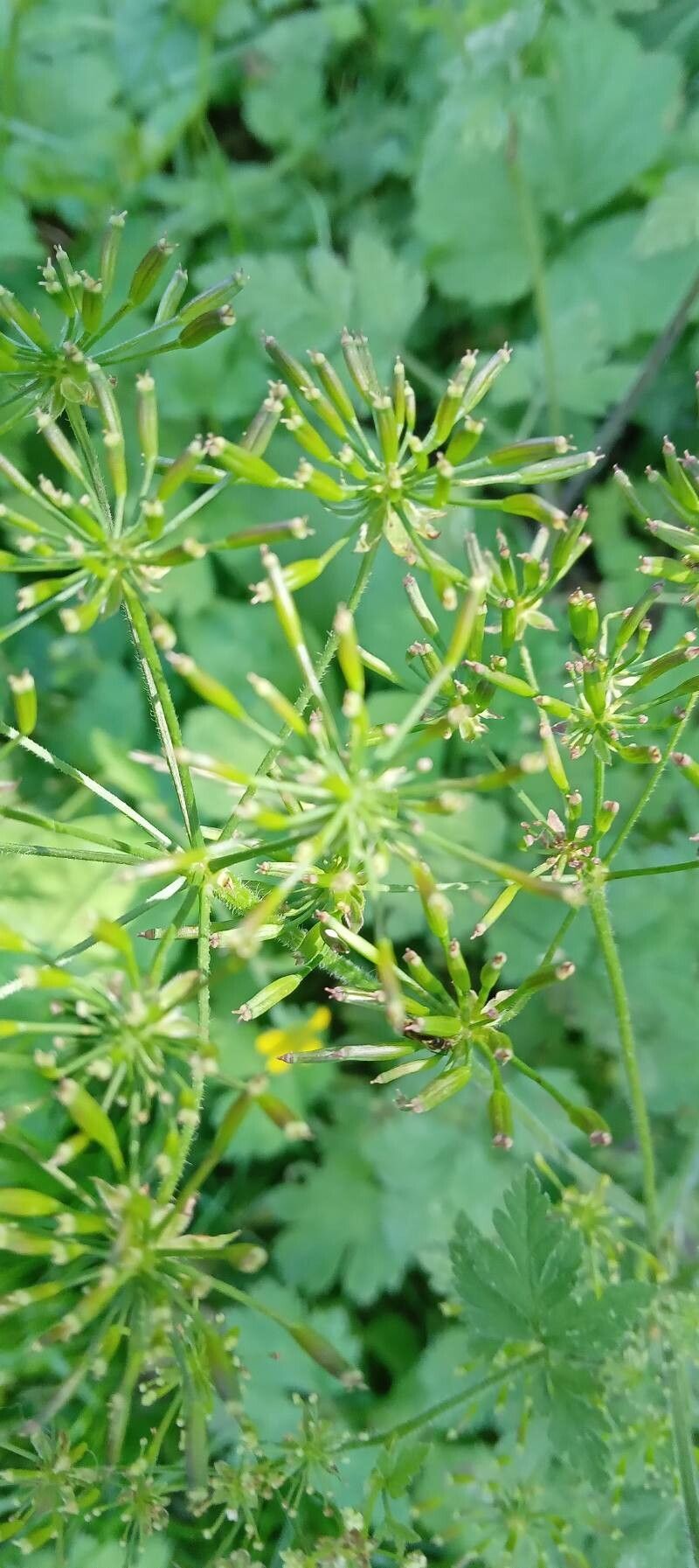 Chaerophyllum temulum fruit