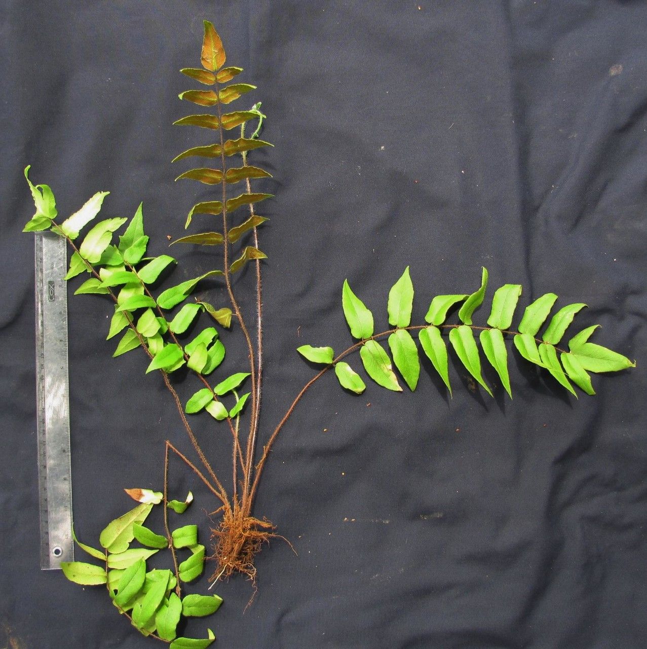 Hemionitis rufa — houseplant care guide